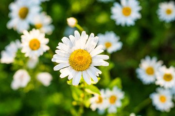 beautiful chamomile in warm yellow sunlight on the green background with grass and small chamomiles