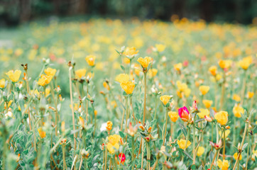 blooming blossom yellow flower field outdoor background in garden.