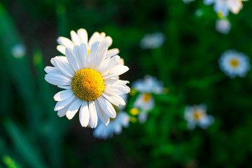 Fototapeta premium beautiful chamomile in warm yellow sunlight on the green background with grass and small chamomiles