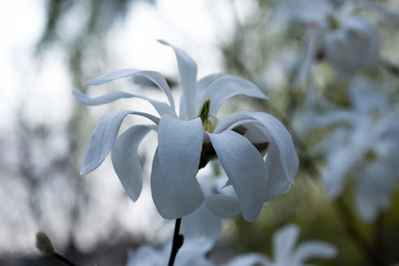 Blooming magnolia Lebner in the garden. Spring background