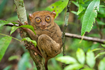 Philippine Tarsier in Its Natural Habitat in Bohol, Philippines