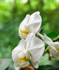 Naklejka na ściany i meble Beautiful flower White orchid Phalaenopsis