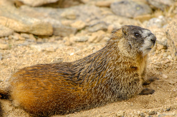 baby marmot on a rock