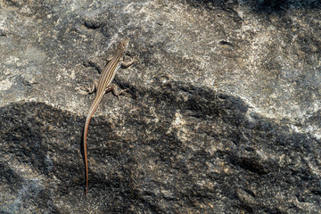 Small lizard on a rock