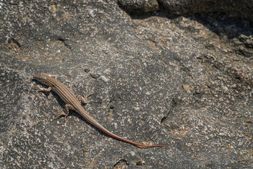 Small lizard on a rock