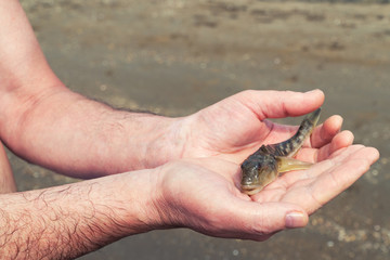 Small fish in hand, protect nature