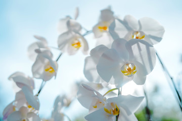 spring and summer season with tropical flowers concept from white orchid bloom with beauty bright sky background