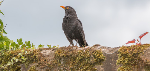 Blackbird (Turdus merula) Amsel