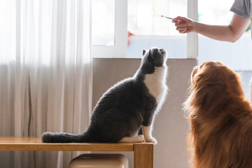 Holding a snack in hand to attract British shorthair