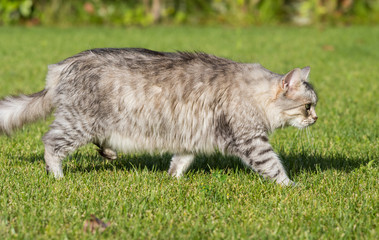 Naklejka na ściany i meble Furry domestic cat of siberian breed in relax outdoor in garden, purebred pet of livestock