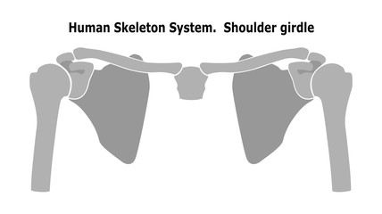Human Skeleton System  Shoulder Girdle.  Anterior View Anatomy. Isolated on white background. Flat design