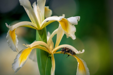 bee pressed in a white lily flower © diwali