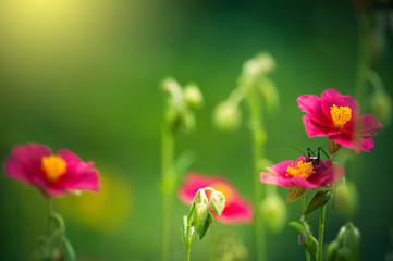 Fototapeta premium Orthoptera on pink rosa woodsii blossom flower in the garden. evening sunshine