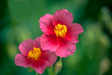 A beautiful pink flower rosa woodsii flower in the garden.