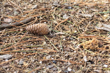 a cone in the forest