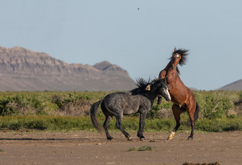 Pair of Wild Horse Stallions Fighting