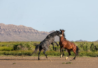 Pair of Wild Horse Stallions Fighting