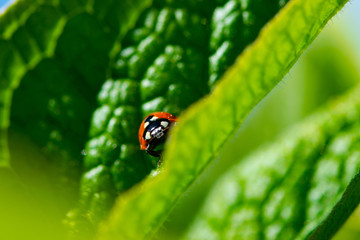 ladybug on a green leaf