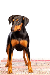 A portrait of a miniature pinscher