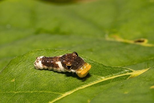 Early instar spicebush swallowtail caterpillar - Papilio troilus