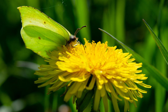 Fototapeta Butterfly sitting on a bright yellow dandelion