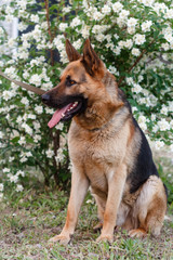 Naklejka na ściany i meble german shepherd dog