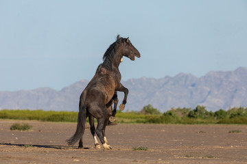 Pair of Wild Horse Stallions Fighting