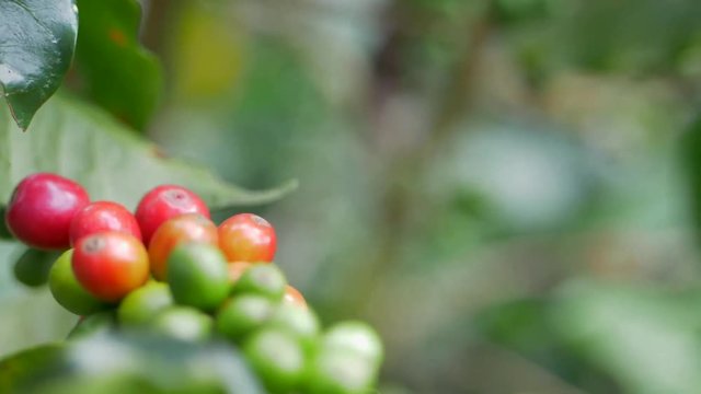 Coffee cherries still on tree branch at difference stages of ripeness
