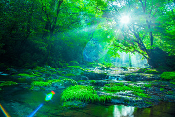 Kikuchi valley, waterfall and ray in forest, Japan
