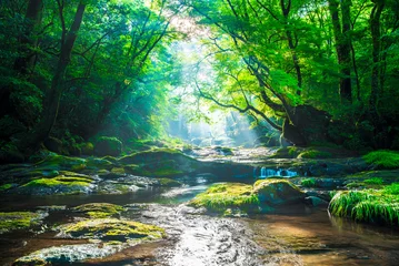 Papier Peint photo Rivière forestière Vallée de Kikuchi, cascade et rayon dans la forêt, Japon