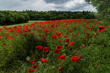 Poppies in a field on a stormy afternoon