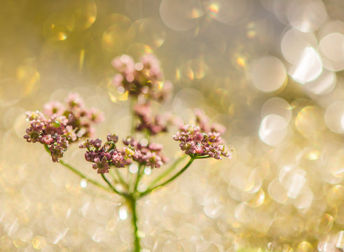 pink flower on a golden background