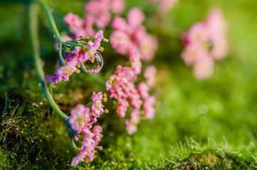 pink flower on green moss