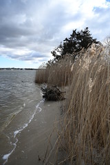 Reeds By the water