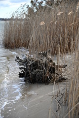 Reeds By the water