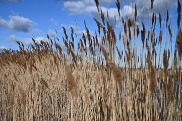 reeds in the wind