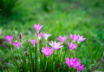 Pink flowers.Siam Tulip in the garden with green background