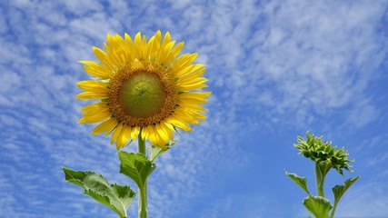 Low angle view of beautiful sunflower are blooming against white clouds and blue sky background in sunny day