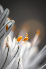 close up of white asphodel flower pistils on a blurry background, creative design
