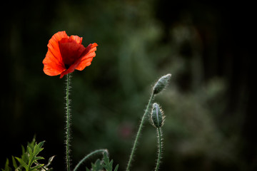 The flower is majestic, tender and vulnerable.Harmony and majesty, tenderness and transience of...