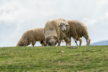 Obraz premium Lambs and sheeps on a green field