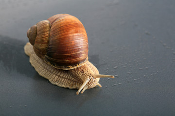 Marco close-up of snail on gray background