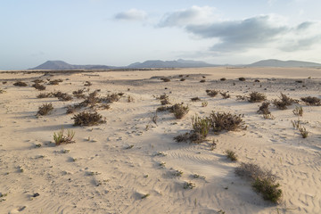 Fototapeta na wymiar sand and volcanic mountains at the natural park of Corralejo, Fuerteventura, Canary islands, Spain.