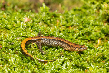 Allegheny mountain dusky salamander - Desmognathus ochrophaeus