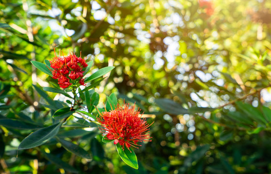 Australian Eucalyptus Red Flowers On Tree In The Garden