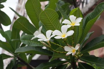 Obraz na płótnie Canvas Temple tree flowers, Apocynaceae Frangipani or Plumeria 