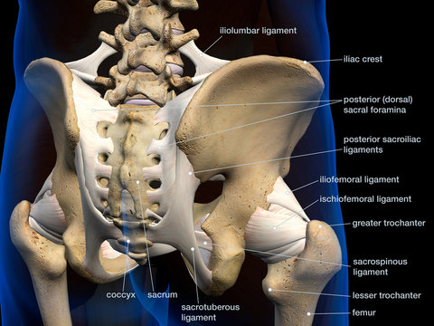 Pelvic and Hip Ligaments, Labeled Posterior View on Black