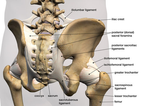 Pelvic and Hip Ligaments, Labeled Posterior View, 3D Rendering