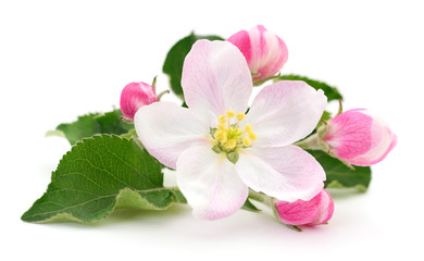 Obraz na płótnie Canvas Apple flowers isolated.