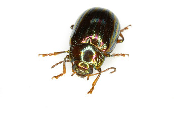 A Rosemary Leaf Beetle Close Up Shiny Insect